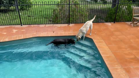 Labrador Duck Diving for his toy