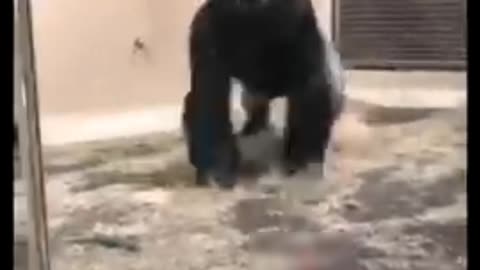 Dosto ise gorilla ka style 😱 dekhiye kis tarha se ye chalang lagata hay