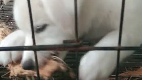 Cute Dog Yuki Sharping her teeth using Coconut husk