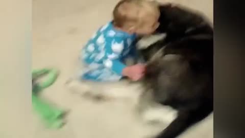 Sleepy Baby Cuddles with Husky Dog