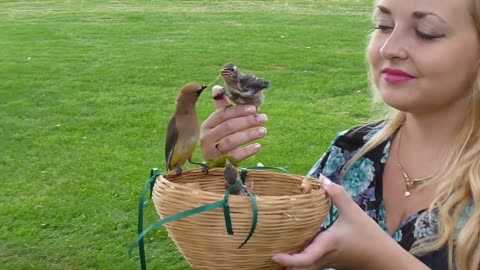 Wild cedar waxwing feeds chick perched on human's finger