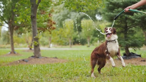 Cute Dog Playing Water at Garden Hoses