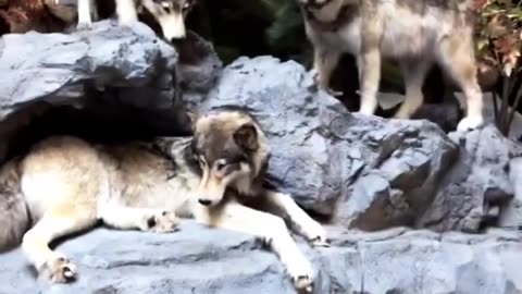 Puppy Gets Scared of Taxidermy