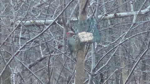 Red-Bellied woodpecker