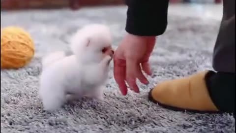 Baby Dogs Cute and Funny Dog Videos Puppy Dogs running