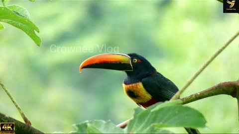 Fiery billed aracari Bird Sound Toucan Natural Original Sound 4K UHD