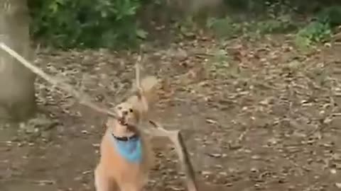 Funny Dog