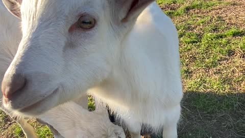 Goat head scratching