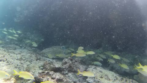 School of Yellow tail snapper – St. Maarten