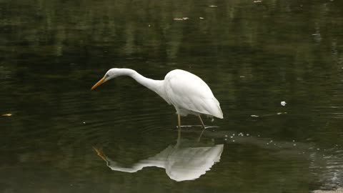 Egret great fishing fish bird marsh water