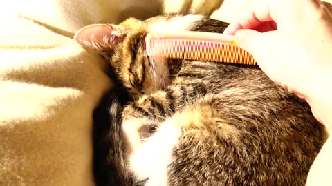 A Baby Comb for a Baby Cat