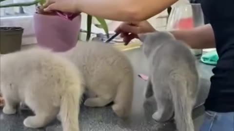 Kittens Climb Their Mom as They Couldn’t Wait for Food