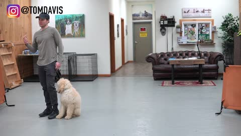 ANY dog can be taught to behave well when being leashed | 5 MINUTE DOG TRAINING RESULTS!