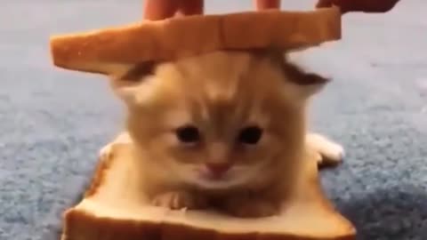 Very Small Baby Cat Between Two Bread 🍞 #cute #cat #shorts #animals #Cute_O🥰