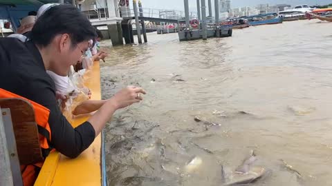 feed fish in thailand country