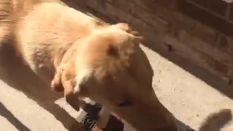 Golden retriever helps carry groceries