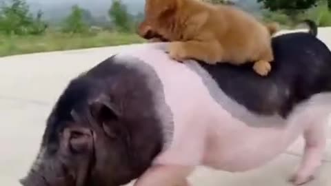 Cute Puppies and Pigs Funny Moment