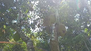 Jackfruit tree with many fruits