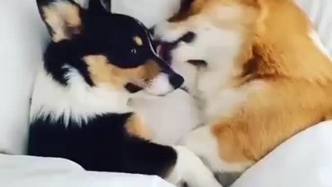 Corgi Love