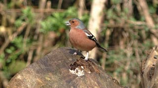 bird picking worms from inside tree