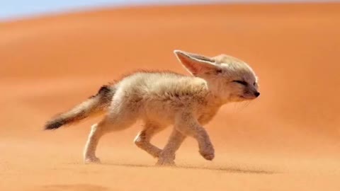 Auricle Fox: Born in the desert, a cute girl who insists on staying up late every day!