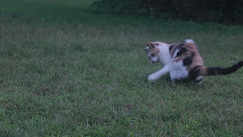 Cat Tries To Avoid Deadly flies Around Her