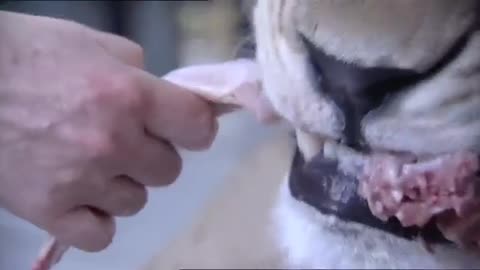 Lion attacks a man at home