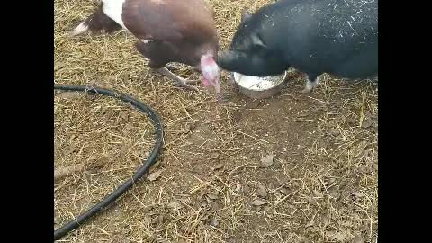 SNAPPIN' GRANNIES - SIA THE POTBELLY PIG & OL' PECKER