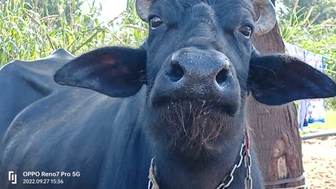 Indian buffalo