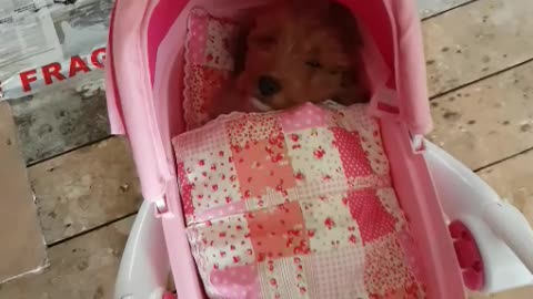 Puppy goes to sleep in a dolls pram