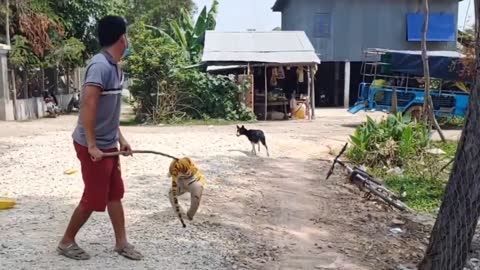 WOW....Fake tiger prank on a dog. Try controlling your laughter