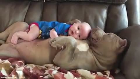 Dog caresses cute baby love