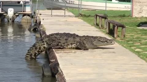 Big Crocodile Climbs up to Sun Bathe