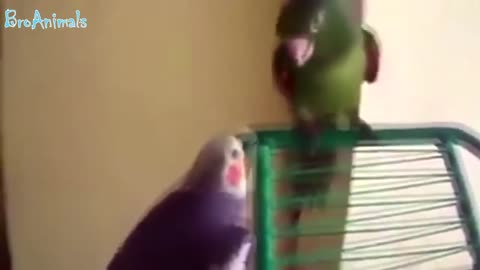 CRAZY PARROTS№3