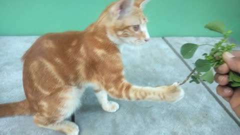 ORANGE CAT PLAYING WITH GRASS ROOTS