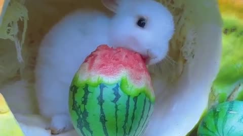 Cute rabbit vedio🐰🐰🐰🐰😍