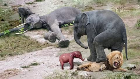 Elephant fighting a lion