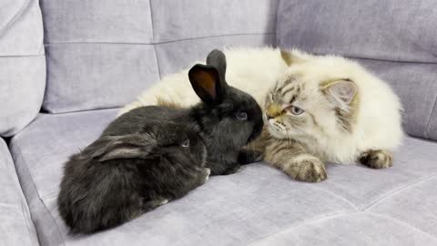 Fluffy Cat vs Two Baby Rabbits