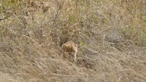 Family of lions, cute puppies