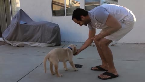 Labrador Puppy Learning and Performing Training Commands Fast Improve Skills