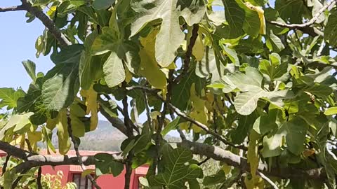 Moroccan fig tree