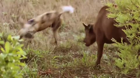 Best attack wild Epic Battle Wild Dogs vs Lion, Buffalo, Warthog, Deer