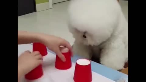 Smart dog