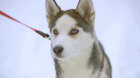 | Husky puppy playing in ice looking so cute |