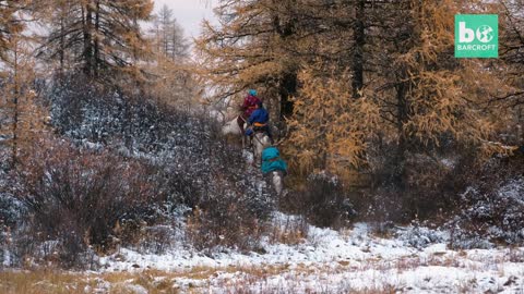 Reindeer Herding In Snowy Mongolia - The Tsaatan Nomadic People