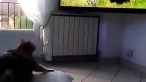 Funny Cat Clips Eagle flies out in TV, scares Cat