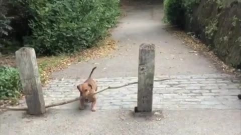 bosco and his big stick