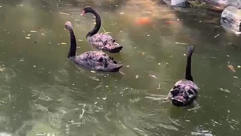 A flock of black geese playing in the water