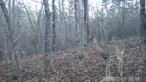 Fawn with multiple deer approaching from a distance