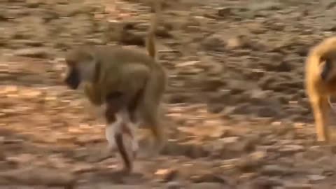 Mother Leopard Is Tormented By Baboon As It Tries To Save Her Cub